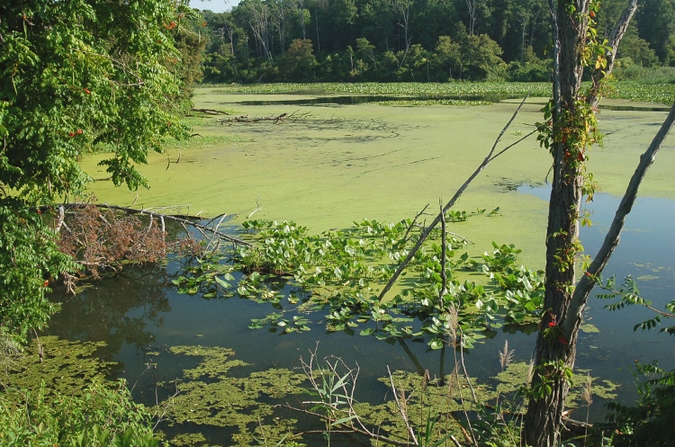 natural bird habitat